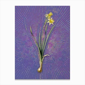 Vintage Narcissus Calathinus Botanical Illustration on Veri Peri n.0668 Canvas Print