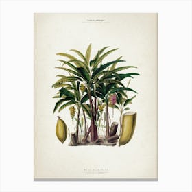 Vintage Denisse 6 Musa Acuminata Canvas Print