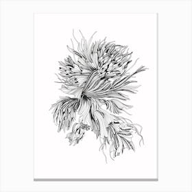 Underwater Peony Linear Drawing Canvas Print
