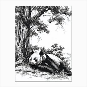 Giant Panda Laying Under A Tree Ink Illustration 4 Canvas Print