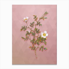 Vintage Pink Hedge Rose In Bloom Botanical Art on Crystal Rose n.0170 Canvas Print