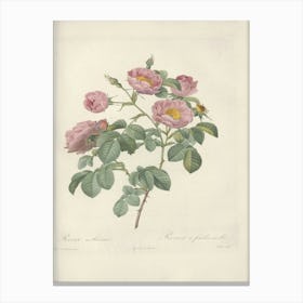 Rose Illustration, Pierre Joseph Redoute (33) Canvas Print