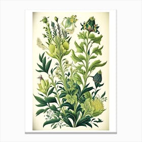 Lysimachia Floral 2 Botanical Vintage Poster Flower Canvas Print