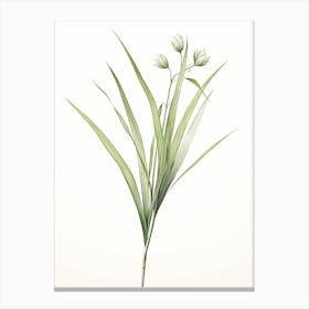 Lemongrass Vintage Botanical Herbs 1 Canvas Print