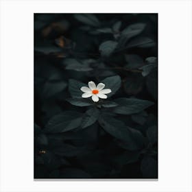 Dark Flower 20 Canvas Print