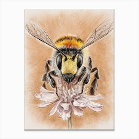 Bee On A Flower Canvas Print