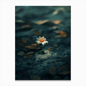 Daisy 22 Canvas Print