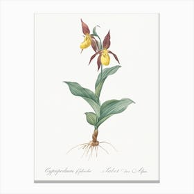 Lady S Slipper Orchid, Pierre Joseph Redoute Canvas Print