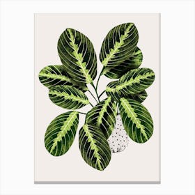 Maranta Plant Canvas Print
