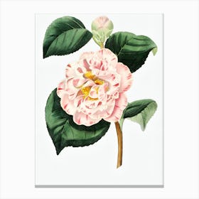 Pink Camellia Canvas Print