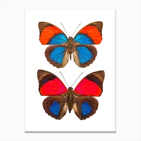 Two Orange And Blue Butterflies Canvas Print