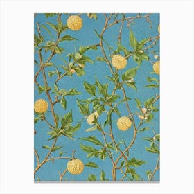 Fig tree Vintage Botanical Canvas Print