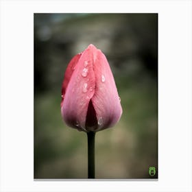 Pink Tulip 20210501 102finalppub Canvas Print