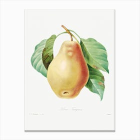 Pear, Pierre Joseph Redoute 2 Canvas Print