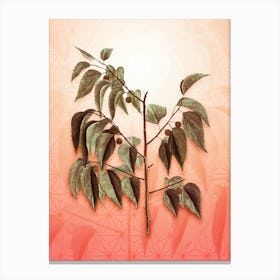 Common Hackberry Vintage Botanical in Peach Fuzz Asanoha Star Pattern n.0282 Canvas Print