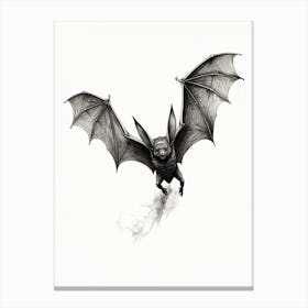Big Free Tailed Bat Vintage Illustration 1 Canvas Print