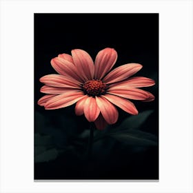 Pink Daisy 2 Canvas Print