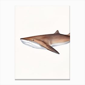 Epaulette Shark 3 Watercolour Canvas Print