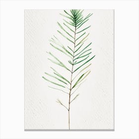White Pine Leaf Minimalist Watercolour 3 Canvas Print