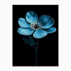 Blue Anemone Canvas Print