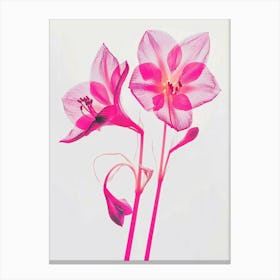 Hot Pink Amaryllis 5 Canvas Print