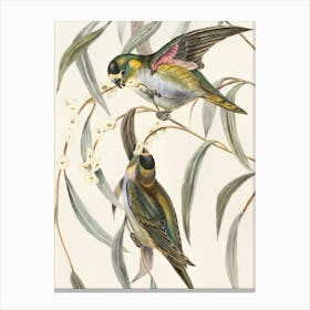 Vintage Retro Birds Illustration 1 Canvas Print