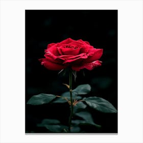 Dark Rose 22 Canvas Print