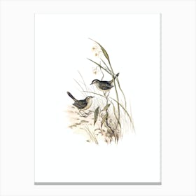 Vintage Striated Reed Lark Bird Illustration on Pure White Canvas Print