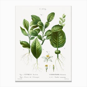 Kaffir Lime And Orange Blossom, Pierre Joseph Redoute Canvas Print