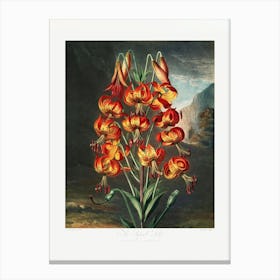 Vintage Botanical Temple Of Flora _2476847 Canvas Print