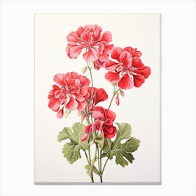 Geraniums Flower Vintage Botanical 1 Canvas Print