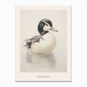 Vintage Bird Drawing Bufflehead 2 Poster Canvas Print