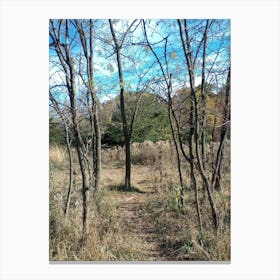 Trail In The Woods 3 Canvas Print