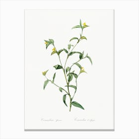 Commelina Africana, Pierre Joseph Redoute Canvas Print