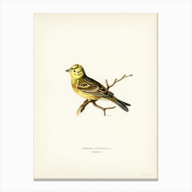 Yellowhammer Male (Emberiza Citrinella), The Von Wright Brothers Canvas Print