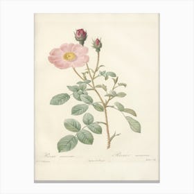 Rose Illustration, Pierre Joseph Redoute (77) Canvas Print