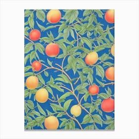 Nectarine 2 Vintage Botanical Fruit Canvas Print