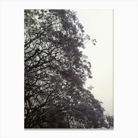 A Lovely Tree By Binod Dawadi Canvas Print