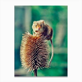 field Mouse On Thistle 2 Canvas Print