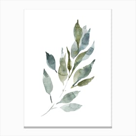 Watercolor Leaf, Olive Branch 5 Canvas Print