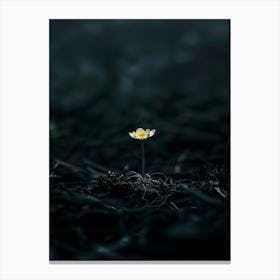 Single Flower In The Dark 74 Canvas Print