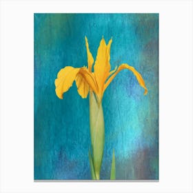 Yellow Iris Canvas Print