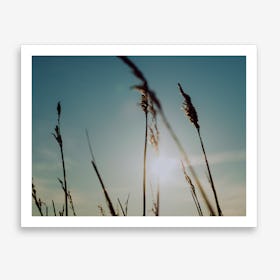 Reeds on the Beach 5 Art Print