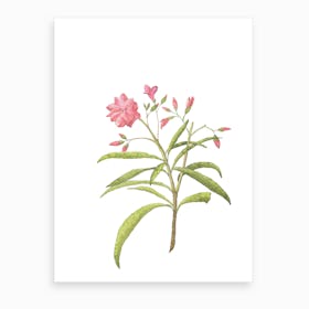 Pink Floral Watercolour Rose Art Print