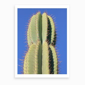 Green Cactus Art Print
