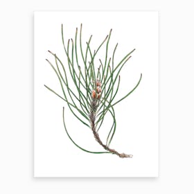 Pine Spray Art Print