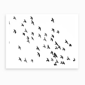 Birds Monochrome Office Art Print