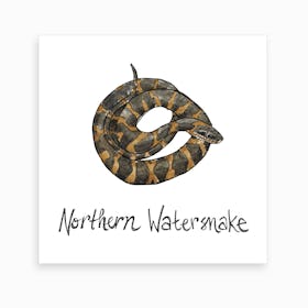 Northern Watersnake Art Print