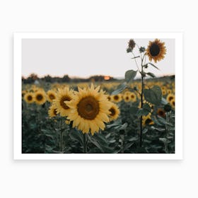 Sunflower Skies Art Print