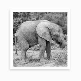 Elephant Baby Art Print